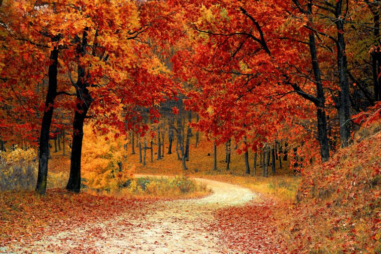 Bosrijk gebied in herfst sferen, uitermate geschikt om hier een herfstsmoothie bij te maken